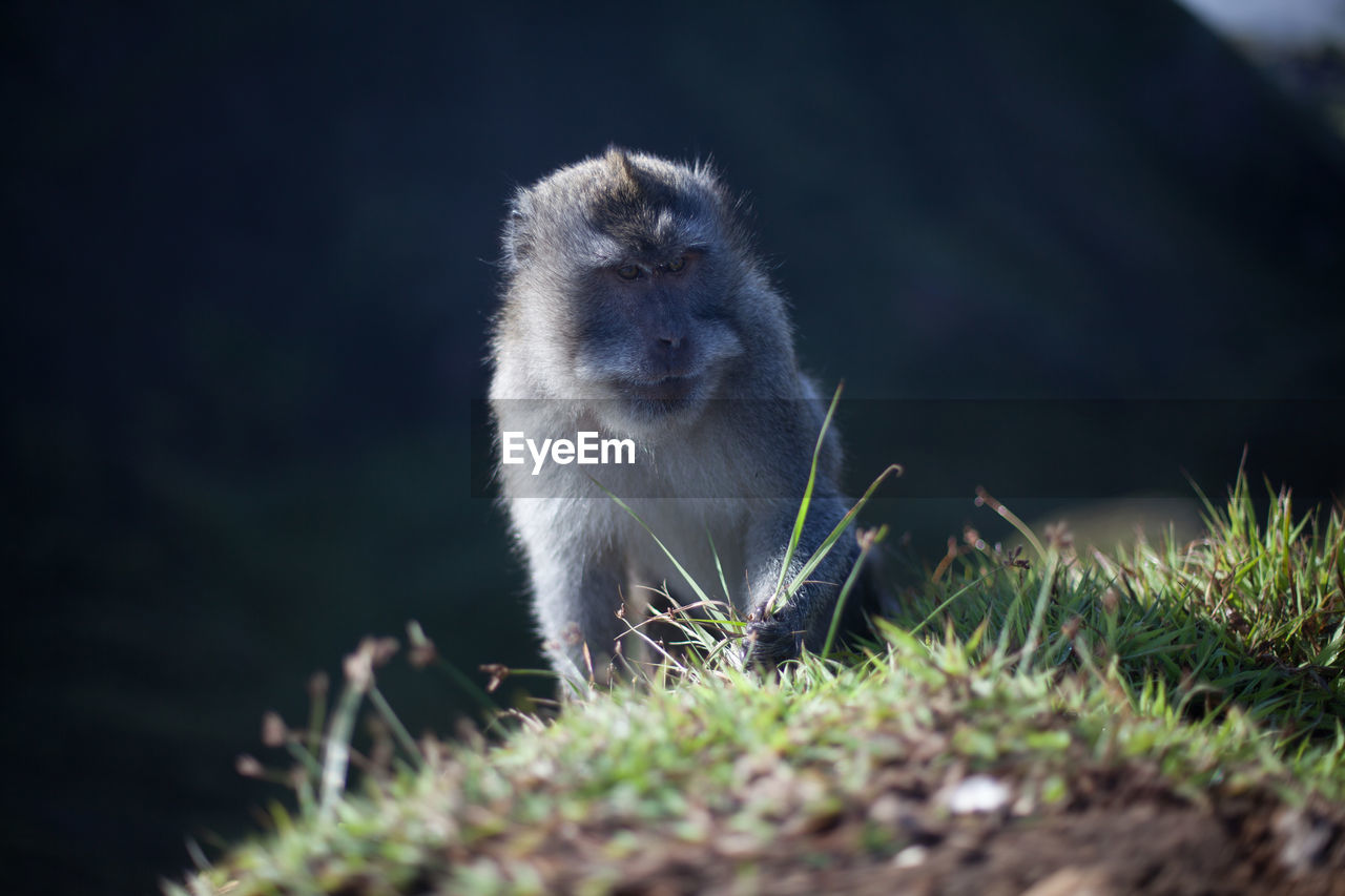 Monkey grabbing grass