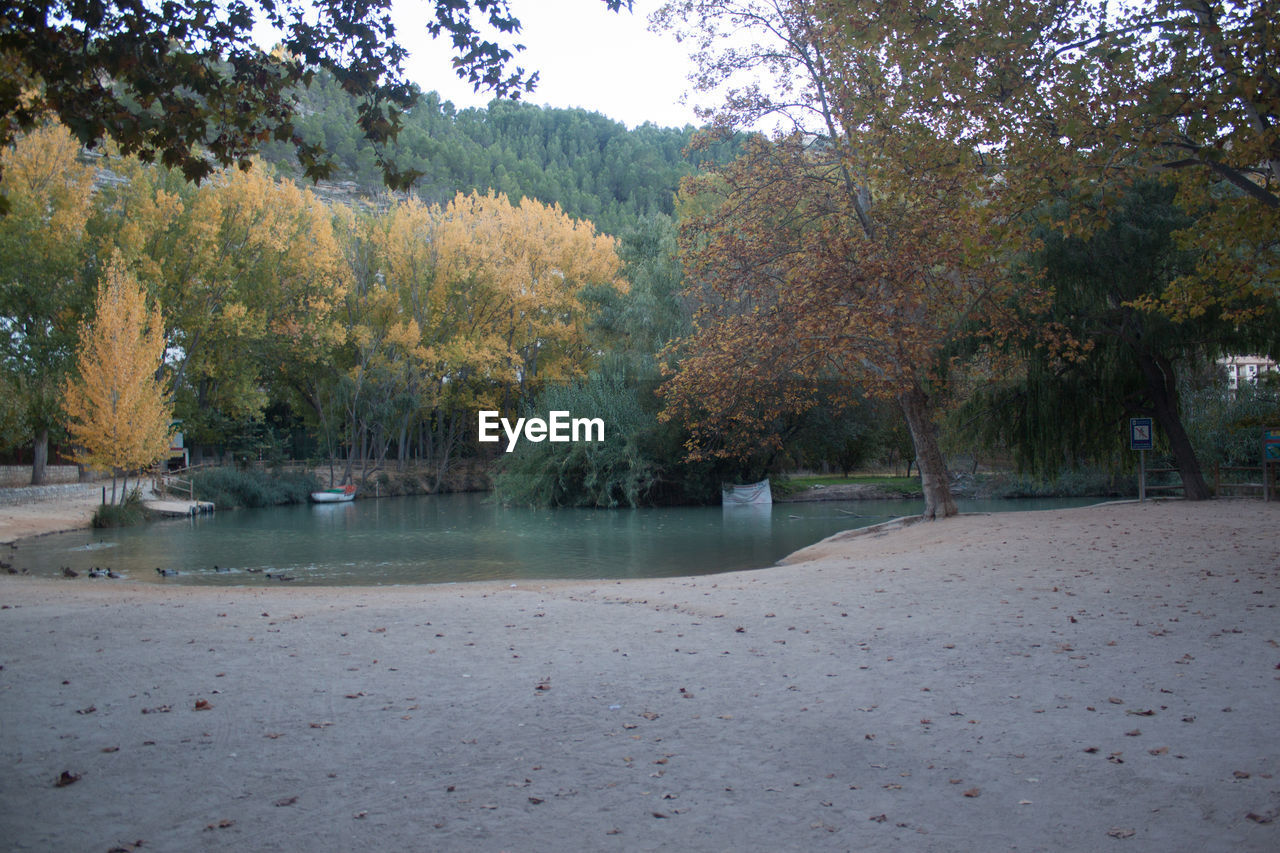 View of trees in park during autumn