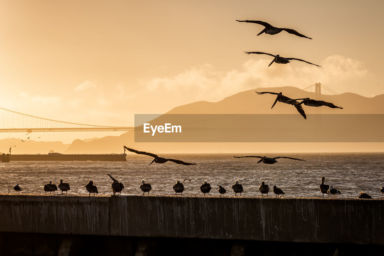 SILHOUETTE BIRDS FLYING OVER SEA DURING SUNSET