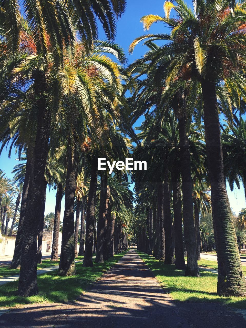 Palm trees against sky