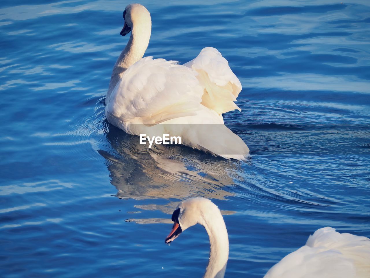 swan, animal themes, animal wildlife, bird, animal, wildlife, water, water bird, beak, ducks, geese and swans, lake, one animal, wing, nature, swimming, no people, mute swan, white, beauty in nature, reflection, day, rippled, animal body part, outdoors, goose, zoology, floating on water