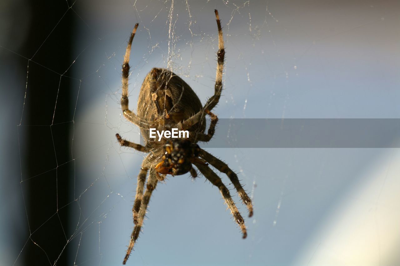 Close-up of spider on web