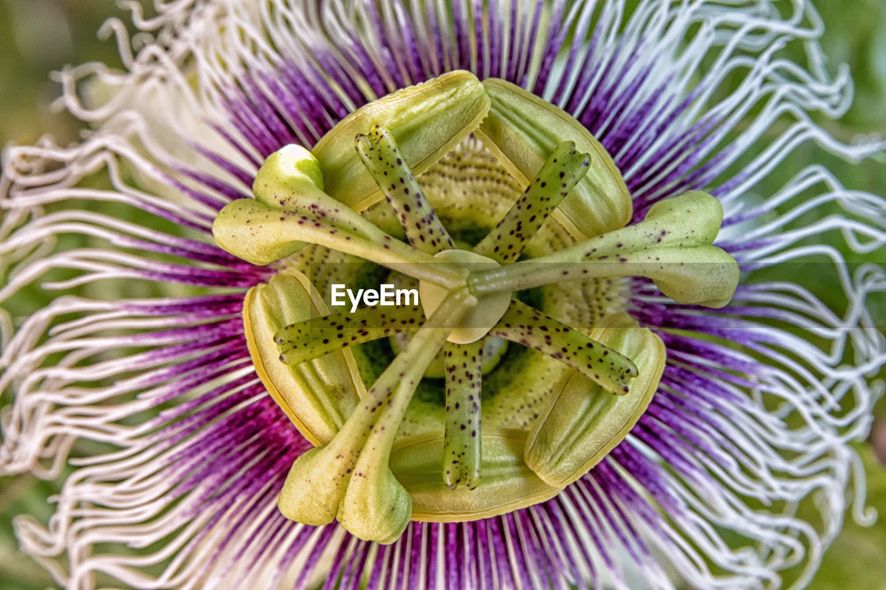 Close-up of passion flower 