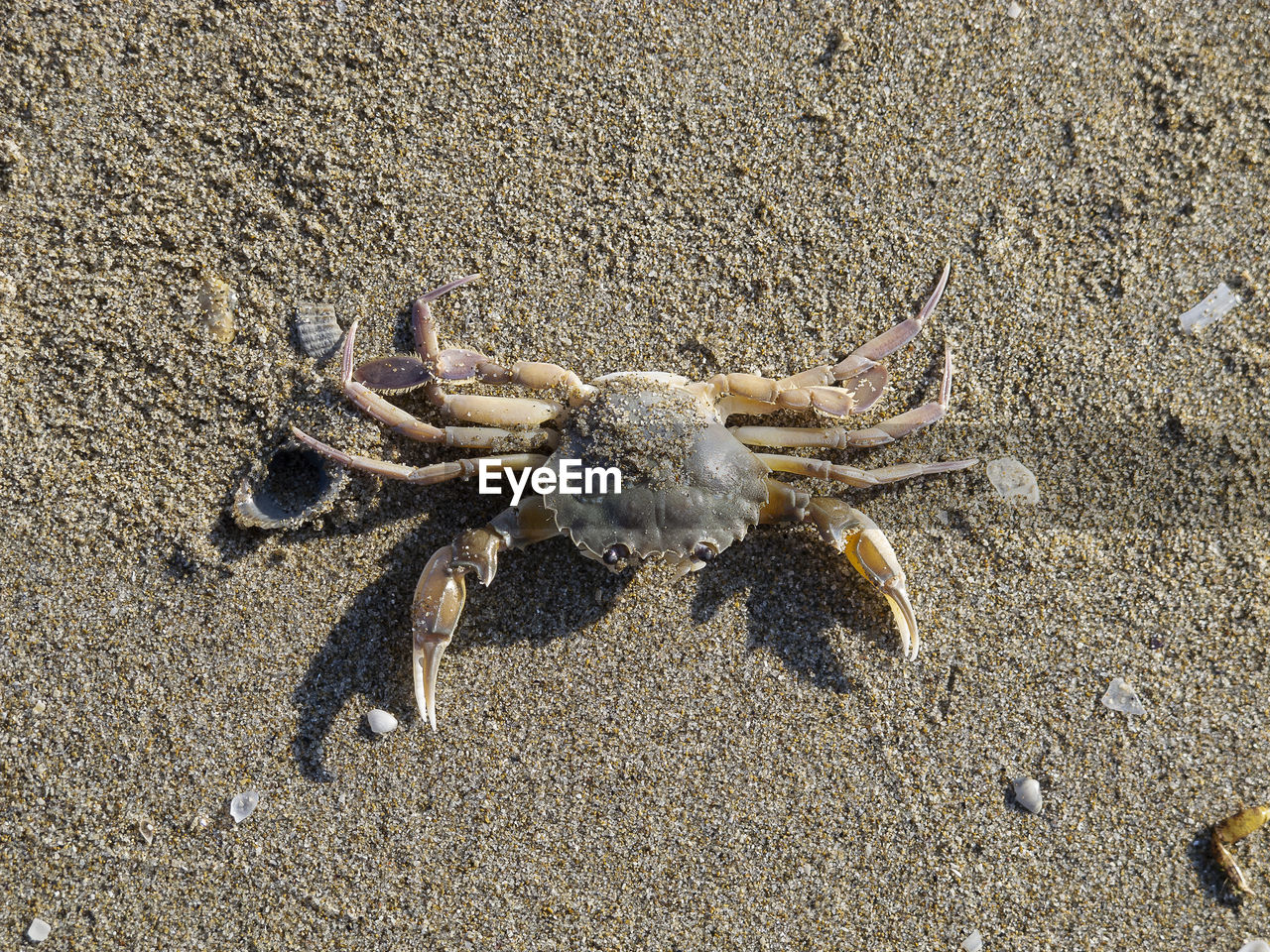 A dead crab on the shoreline