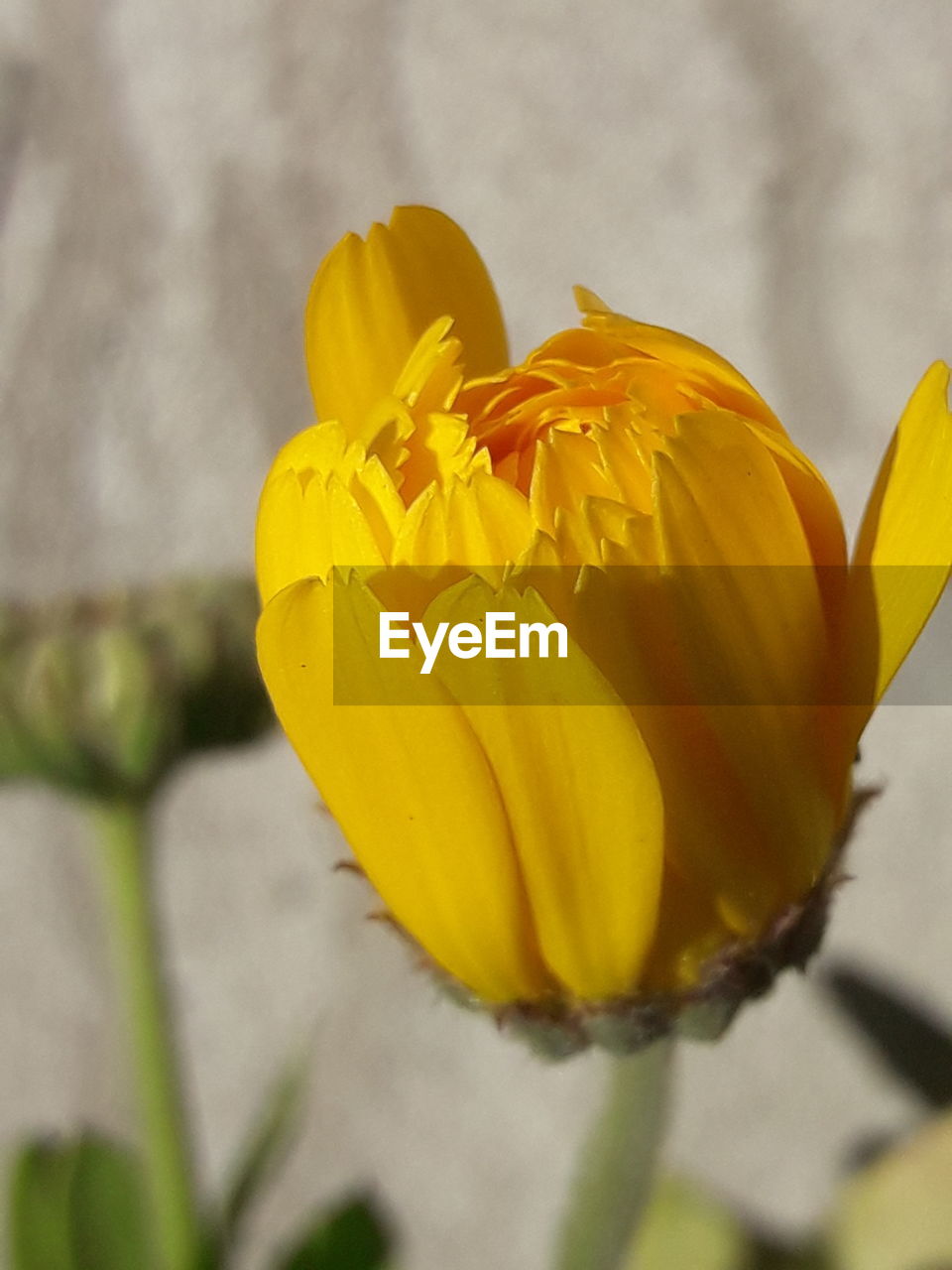 CLOSE-UP OF YELLOW FLOWERING PLANTS