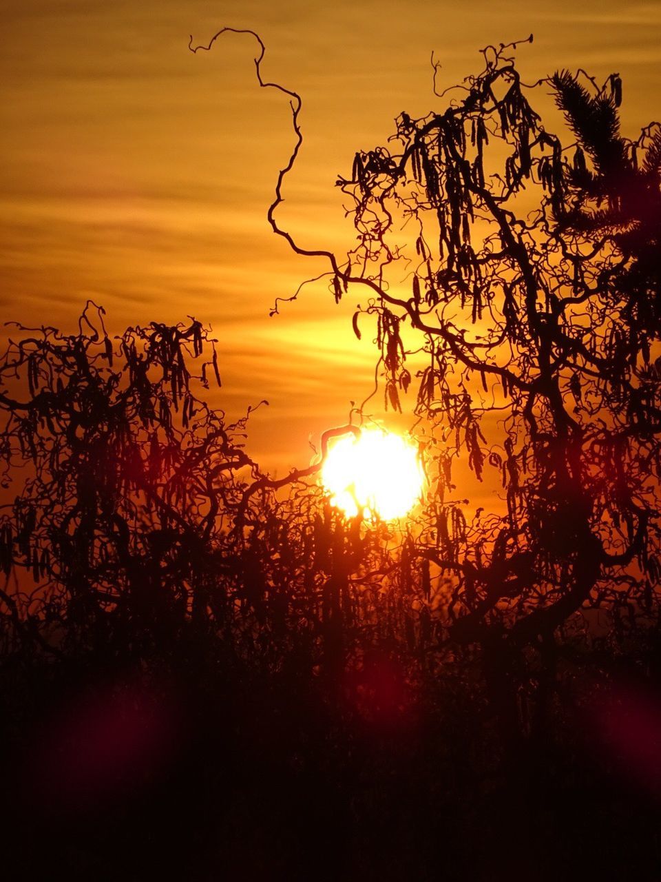 CLOSE-UP OF SILHOUETTE TREES AGAINST SUNSET