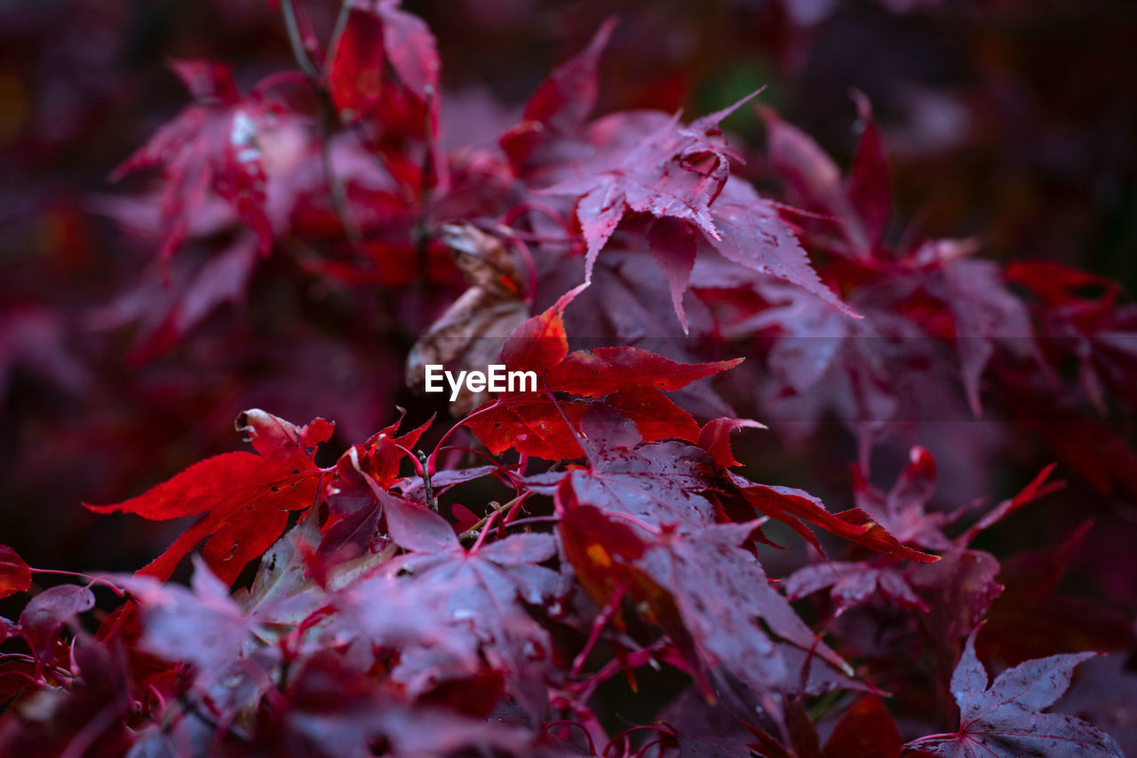 CLOSE-UP OF RED MAPLE LEAVES