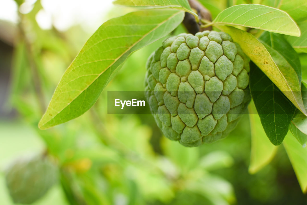 Custard apple branch on tree