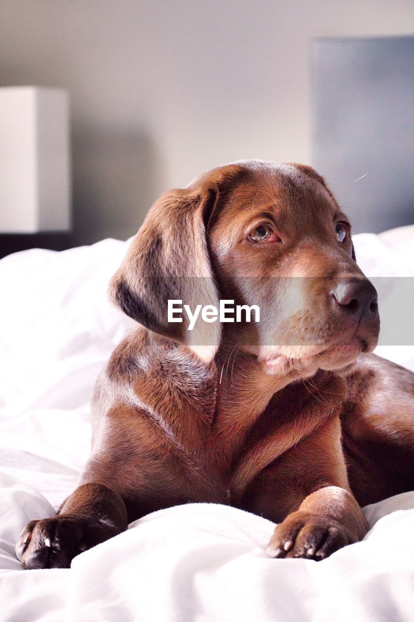 Chocolate labrador on bed