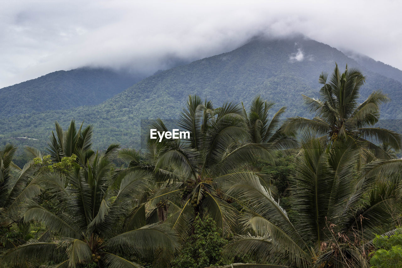 Palm trees on mountains against sky