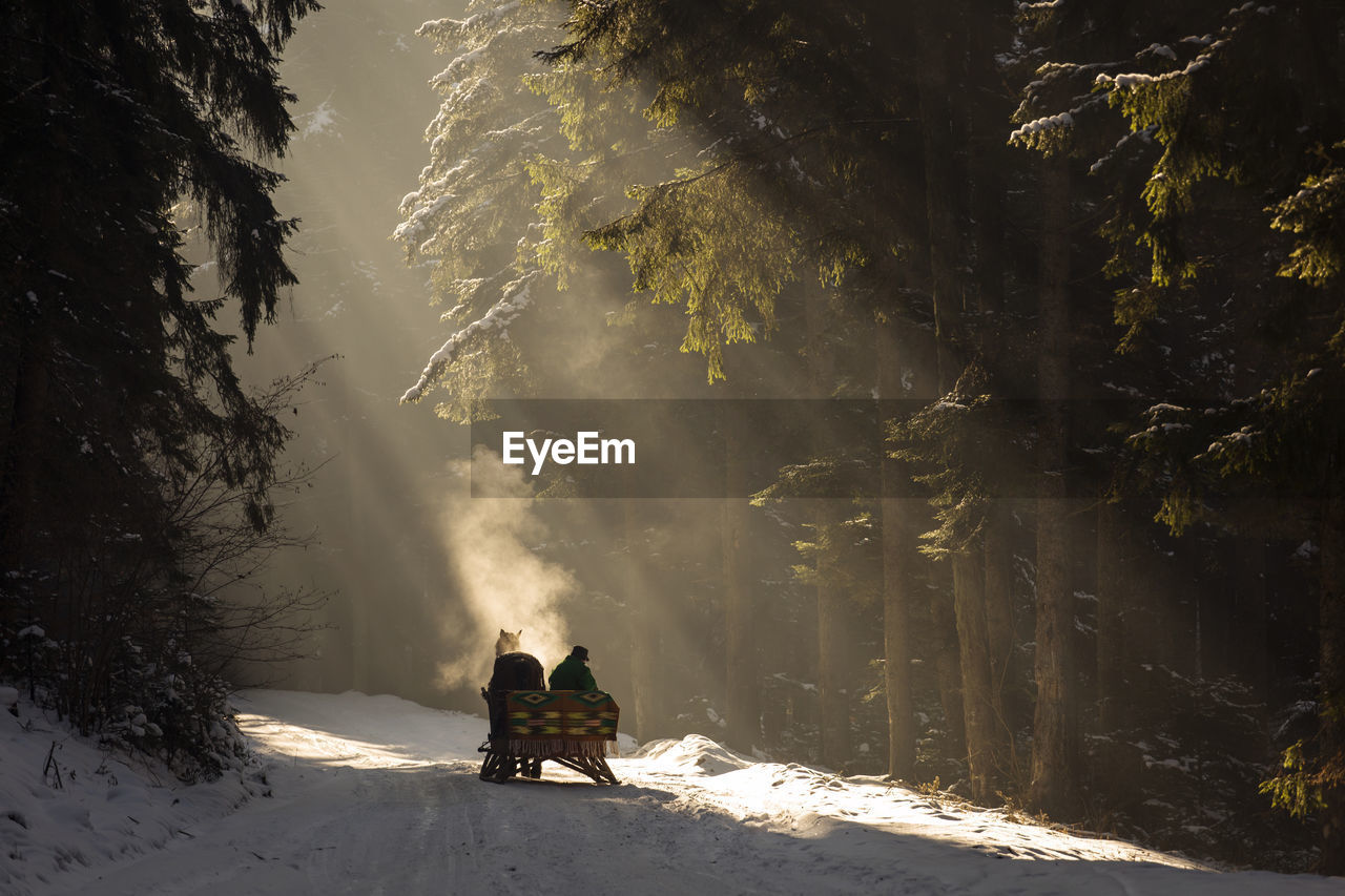 Silhouette people in sleigh on snow covered road amidst trees in forest