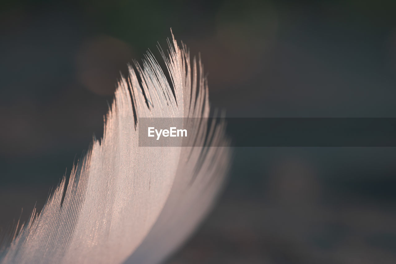 CLOSE-UP OF FEATHERS ON FIELD