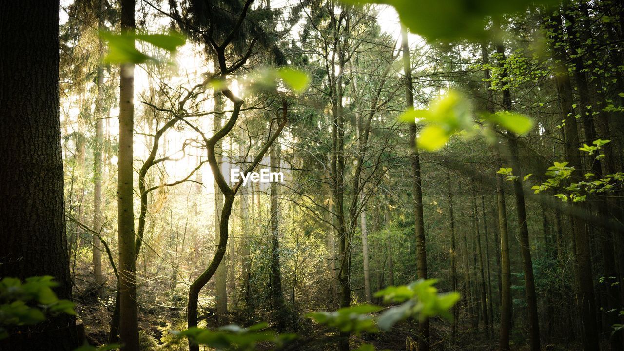 Trees growing at forest