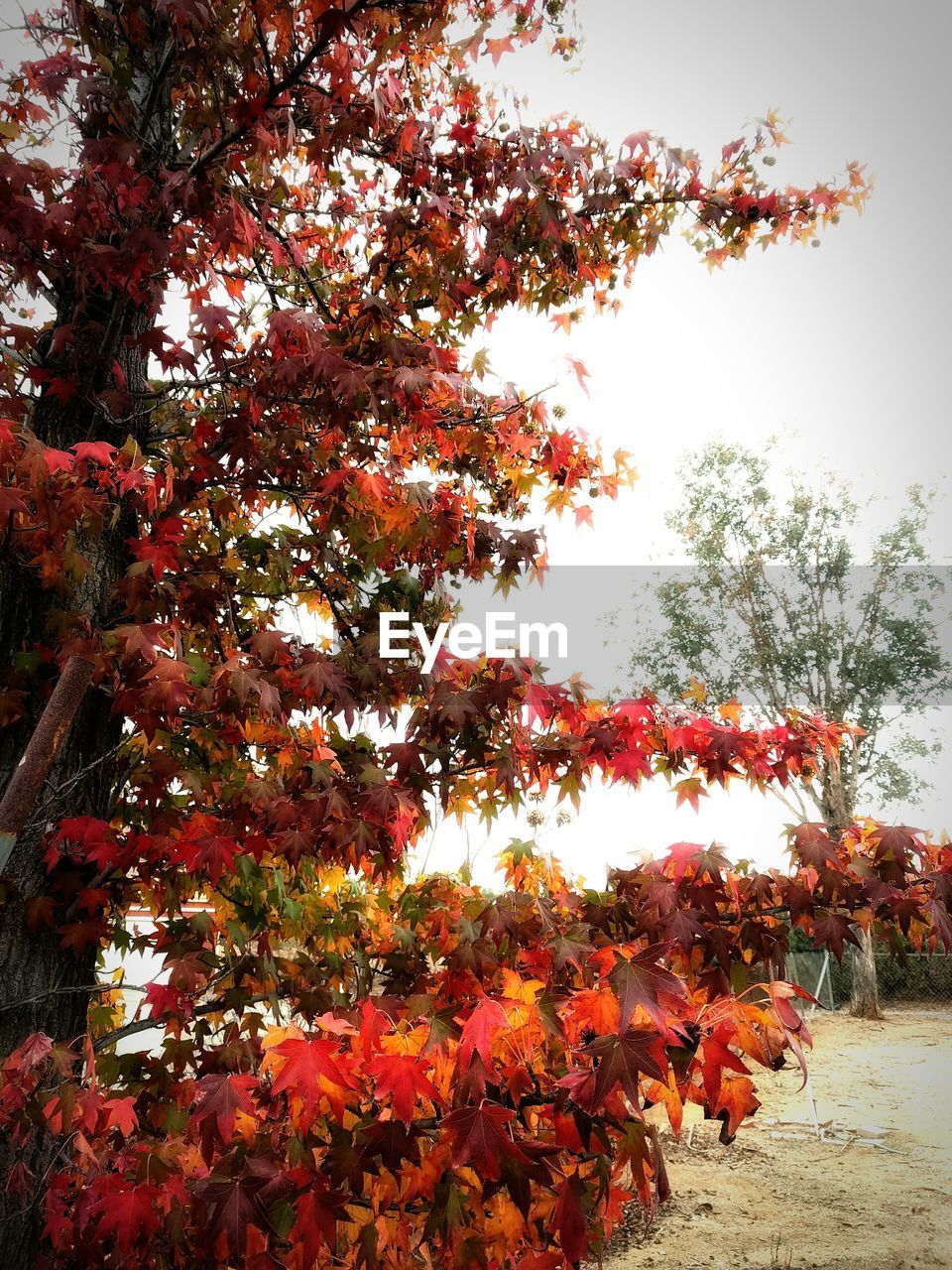 LOW ANGLE VIEW OF TREE AGAINST THE SKY