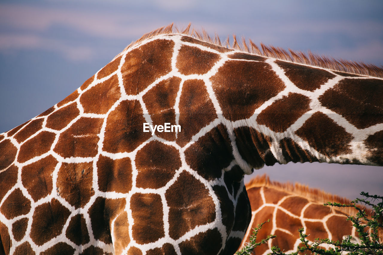 Close-up of giraffe against sky