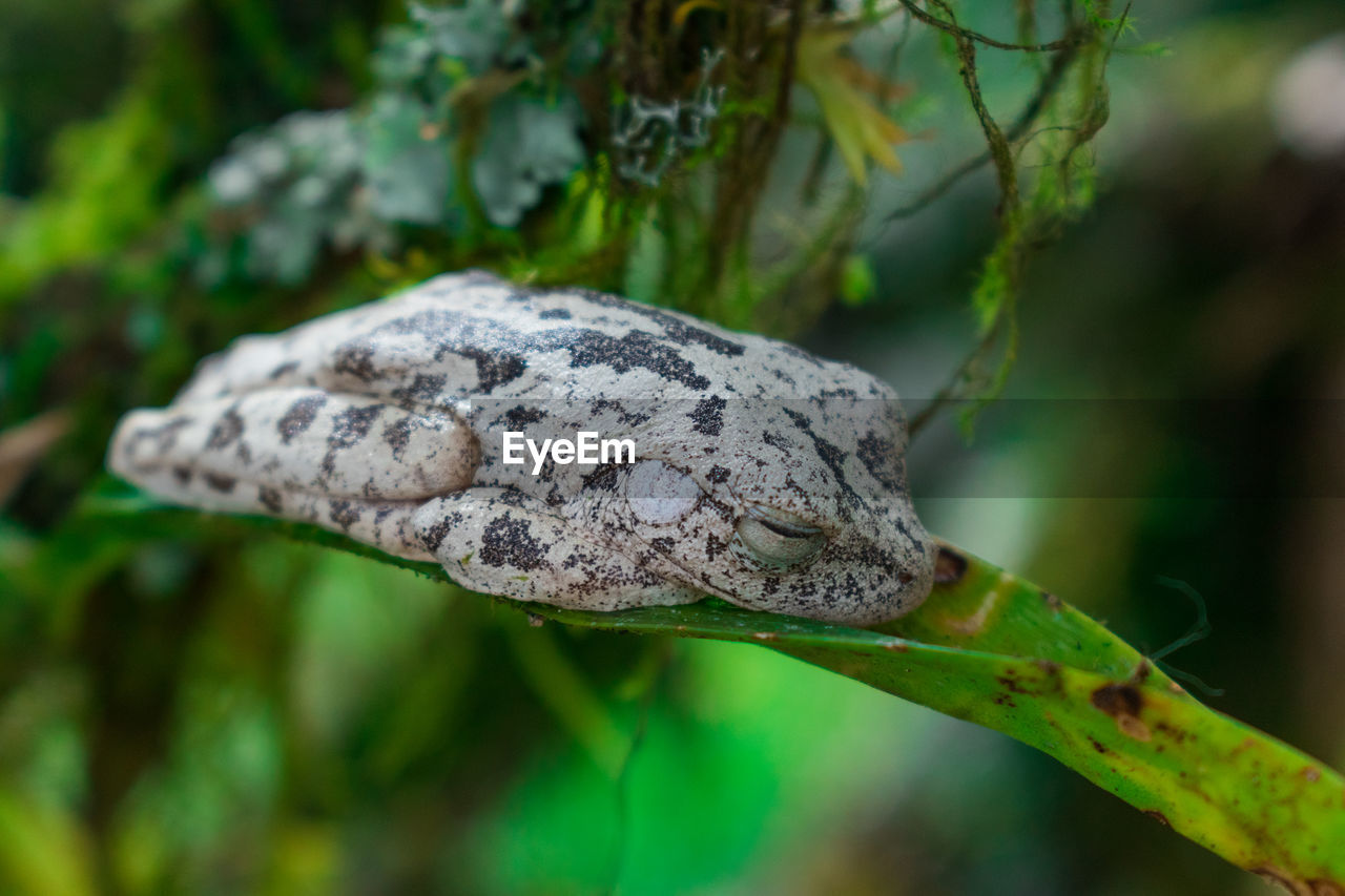 CLOSE-UP OF INSECT ON BRANCH