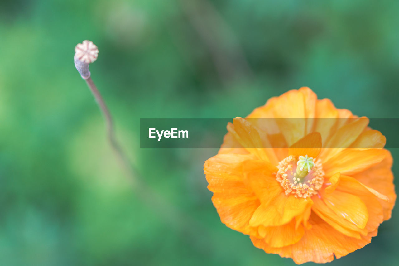 Close-up of orange flower