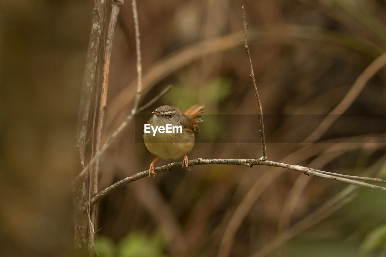 BIRD PERCHING ON BRANCH