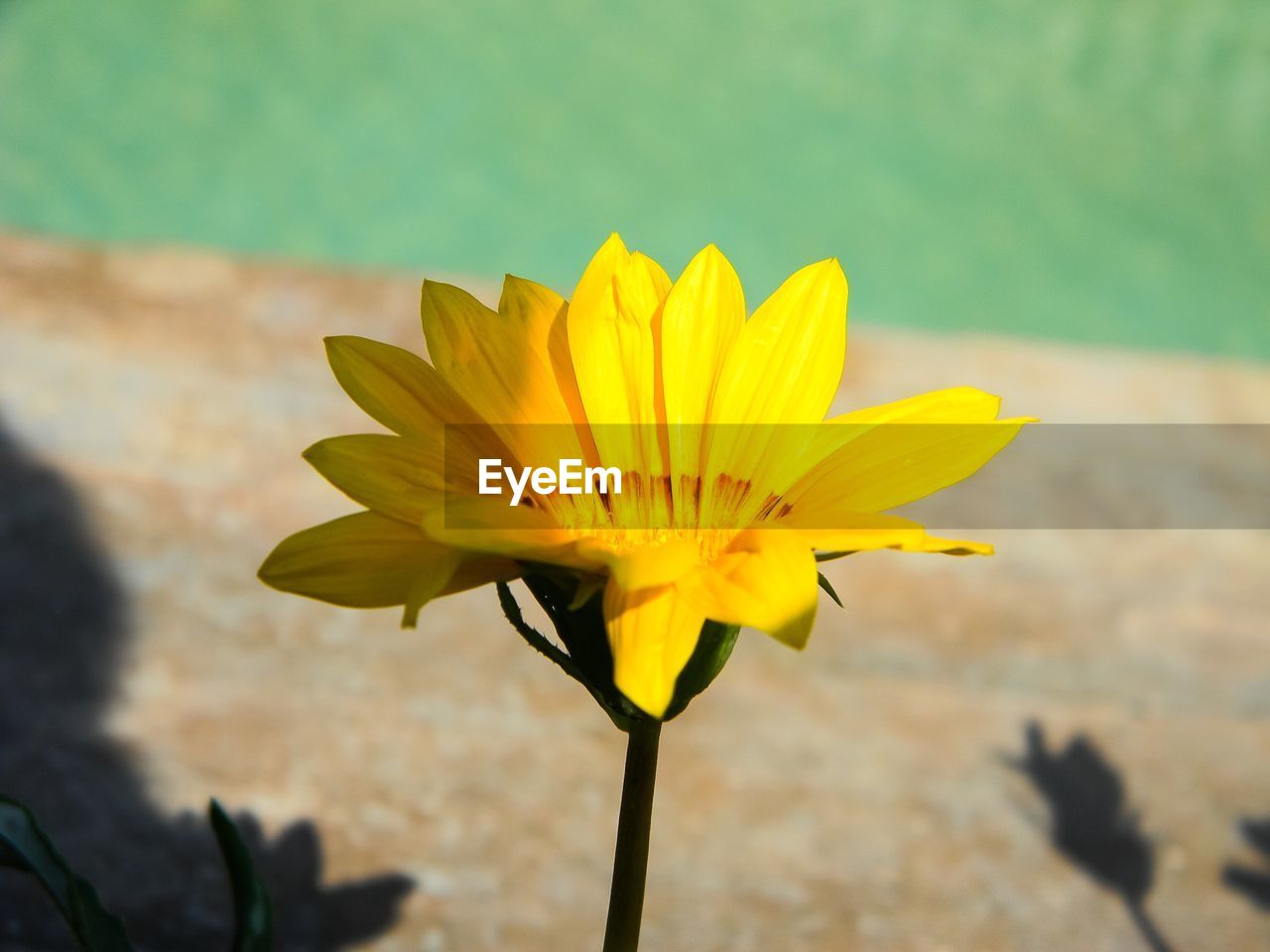 Close-up of yellow flower blooming outdoors