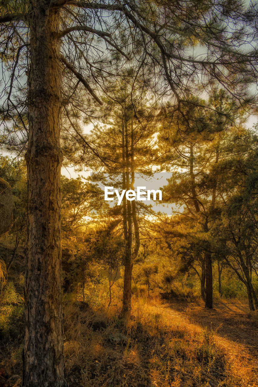 CLOSE-UP OF TREES AGAINST SKY