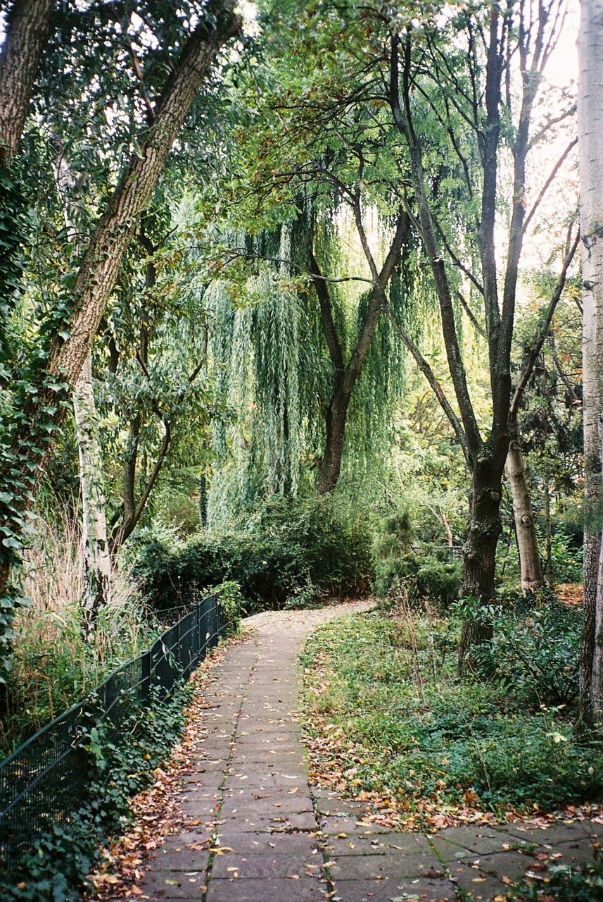 CLOSE-UP OF TREES