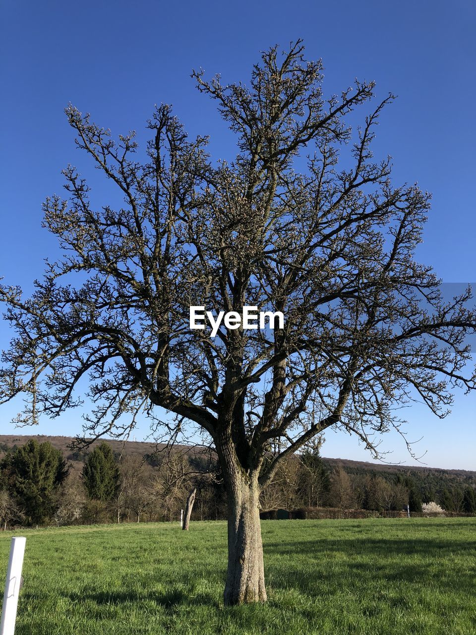 TREE ON FIELD AGAINST BLUE SKY