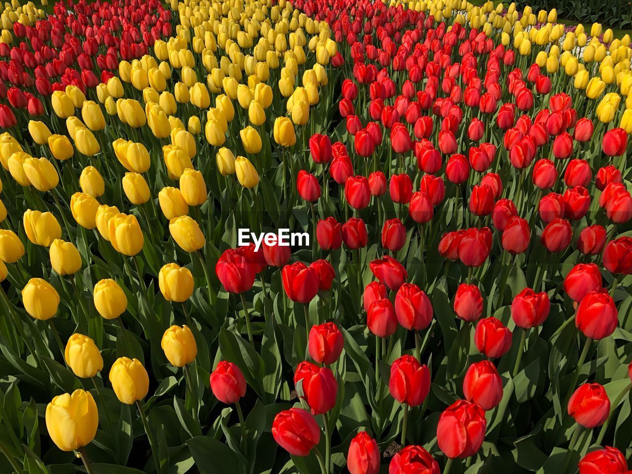 Full frame shot of red tulips