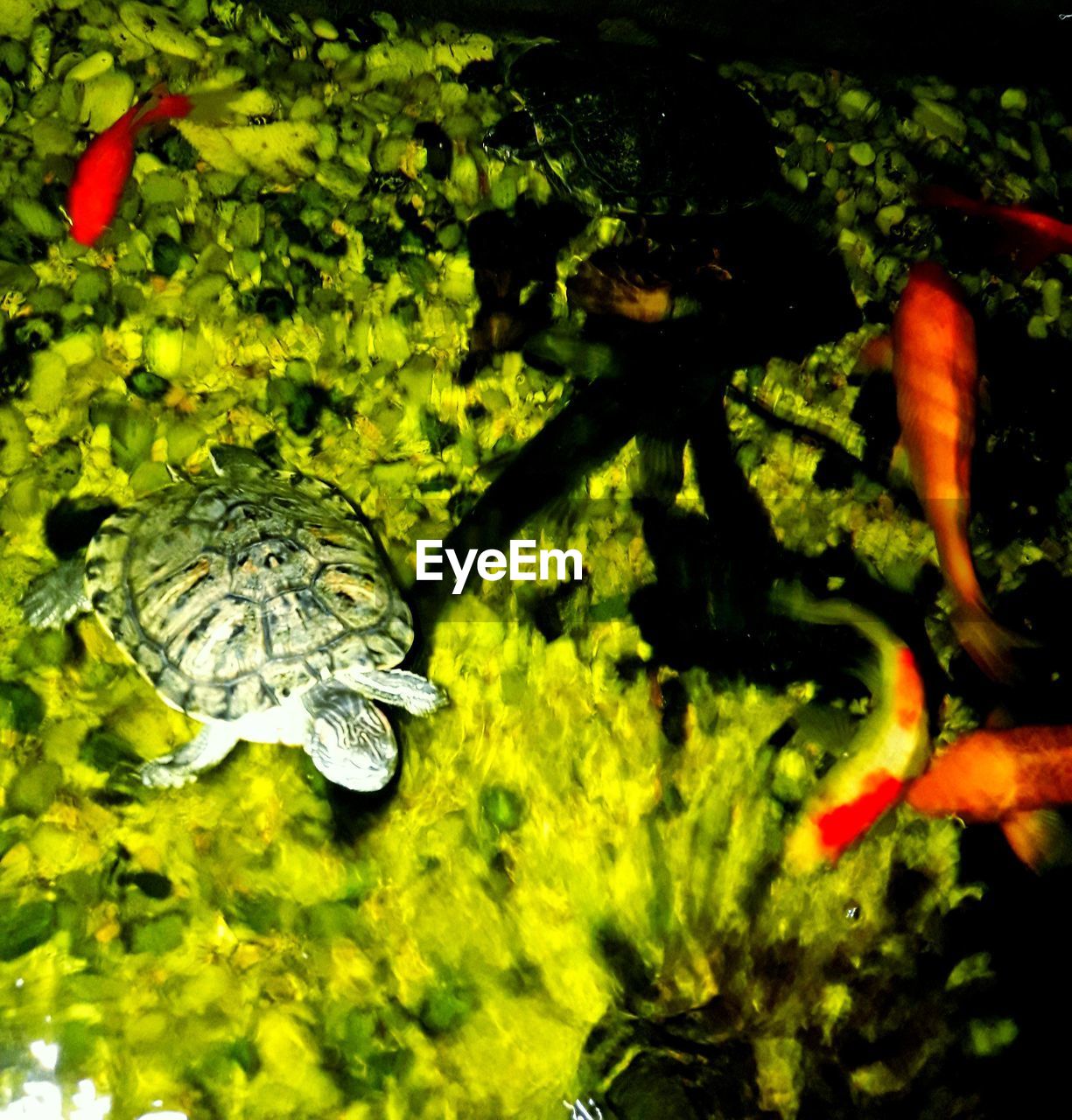 HIGH ANGLE VIEW OF TURTLE IN SWIMMING
