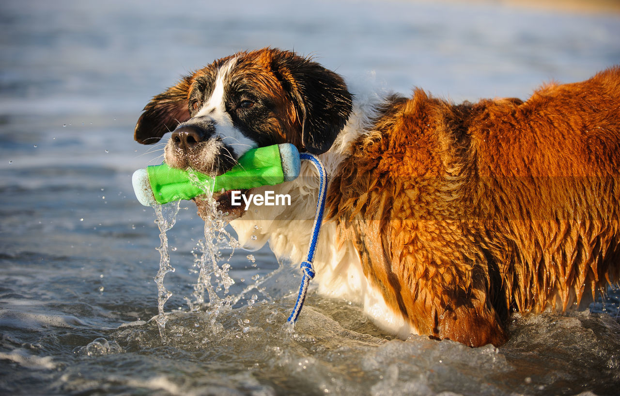 Dog standing in sea