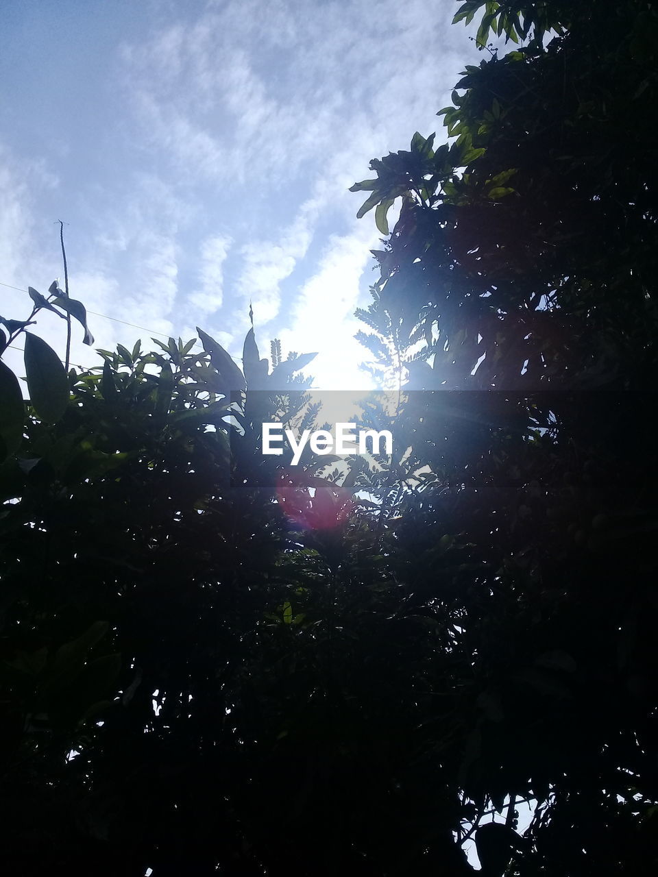 TREES AGAINST SKY