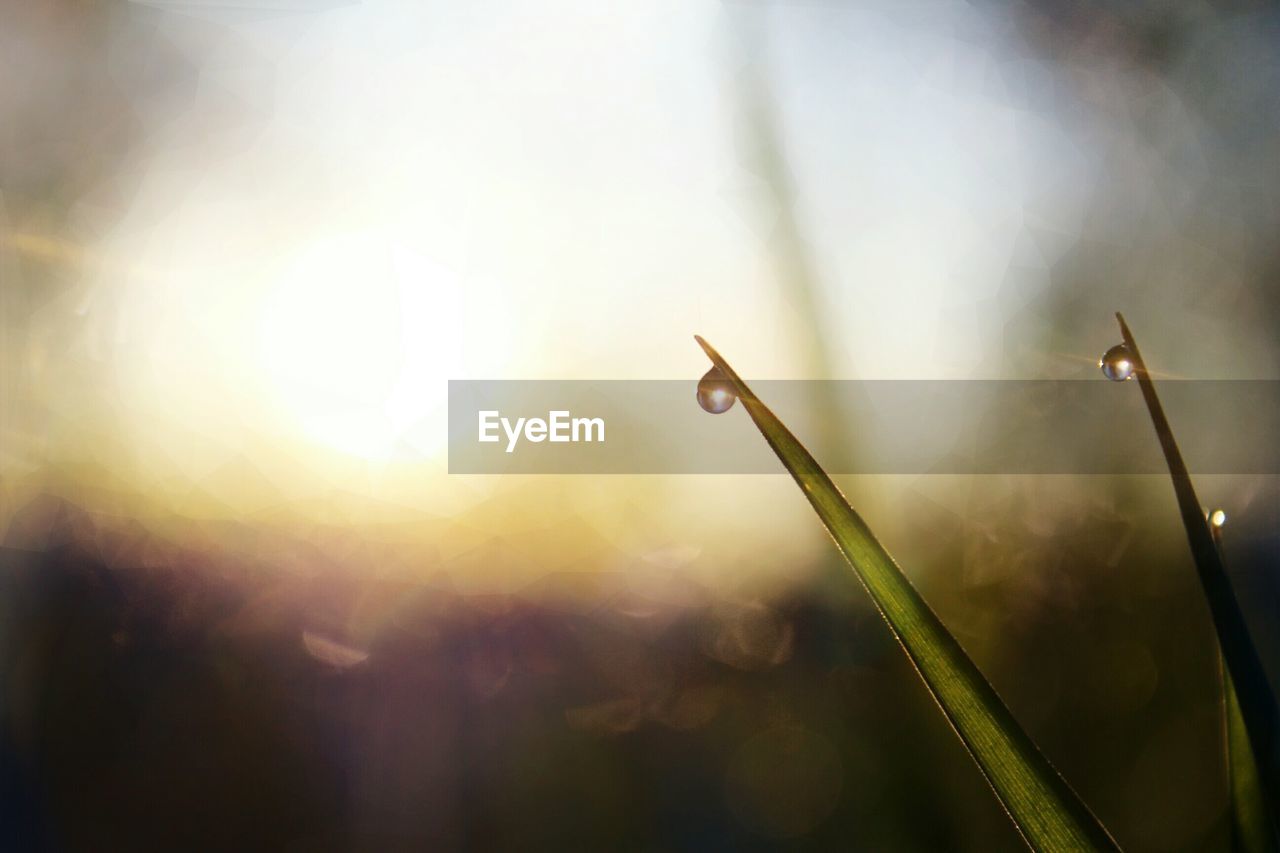 Close-up of sun shining through tree