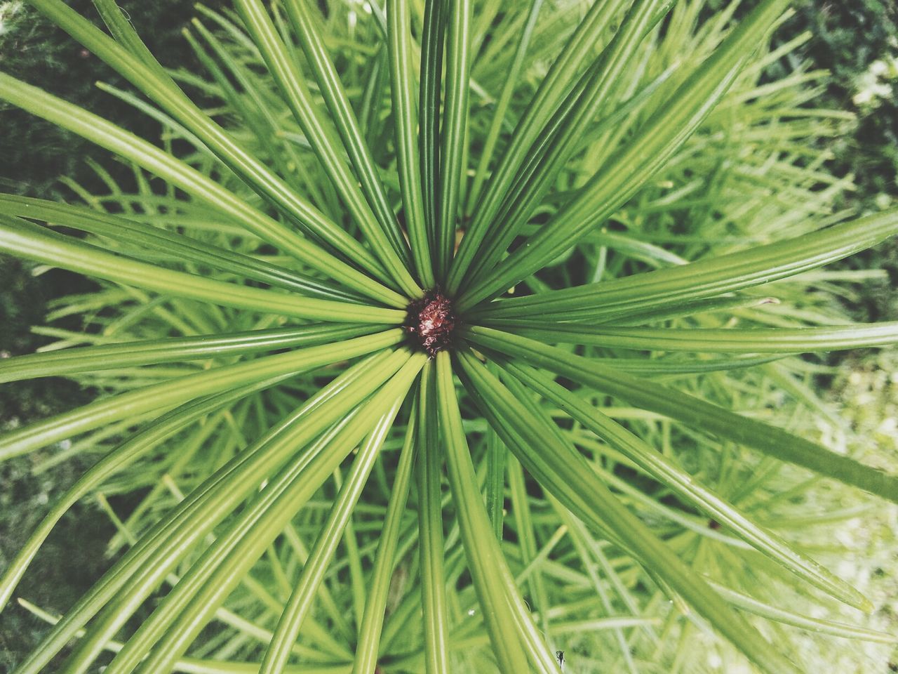 FULL FRAME SHOT OF GREEN PLANT