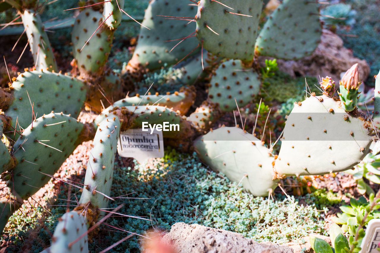 CLOSE-UP OF SUCCULENT PLANT ON FIELD