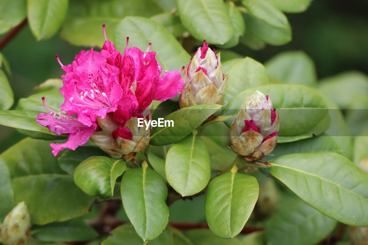 Close-up of pink flowering plant