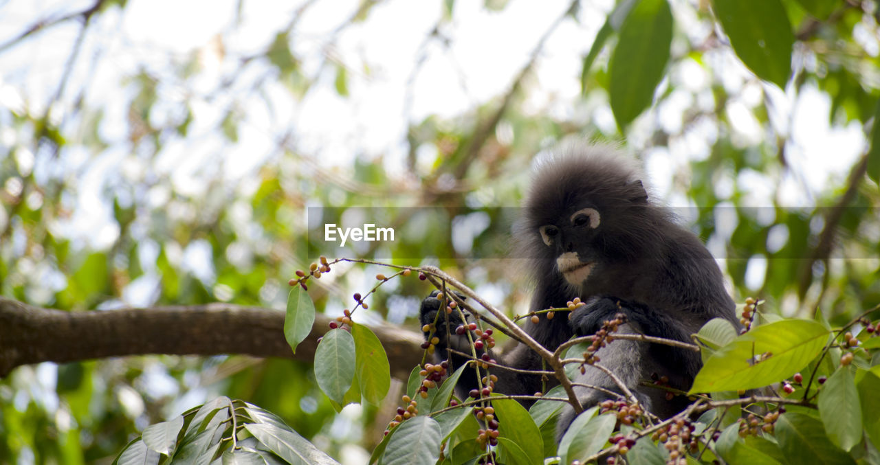 MONKEY SITTING ON BRANCH