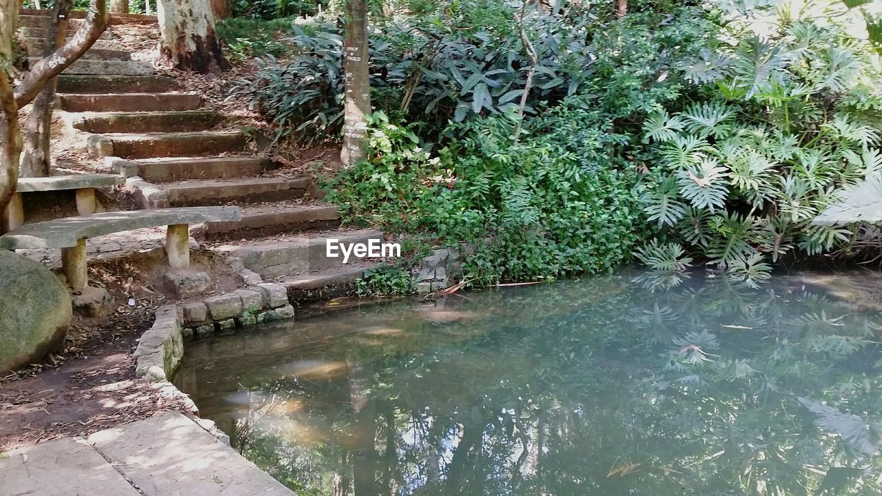 PLANTS BY WATER