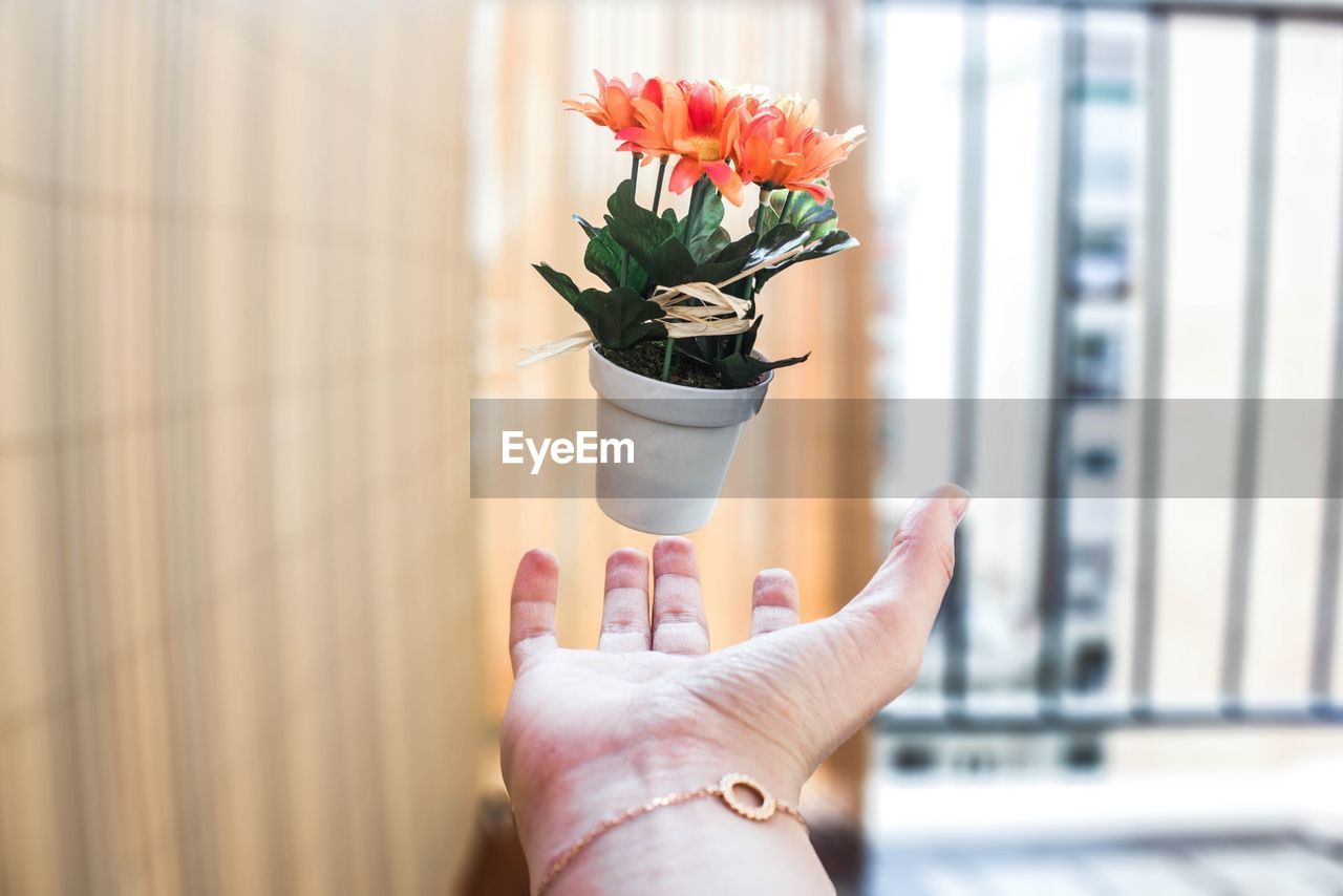 Cropped hand of person throwing potted flower plant