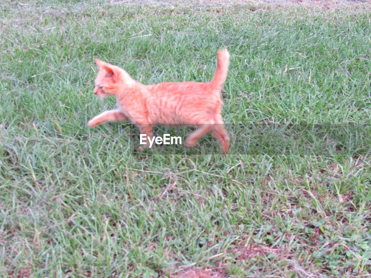 PORTRAIT OF A CAT RUNNING ON GRASS