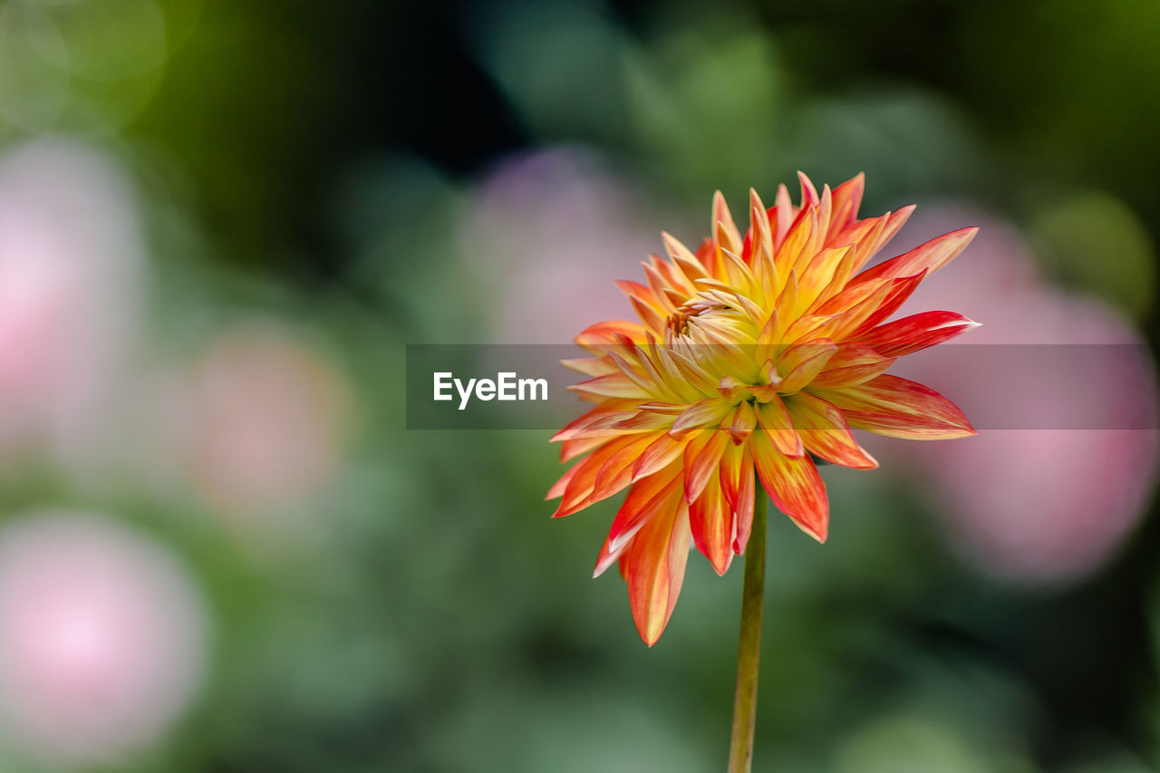 Close-up of red flower