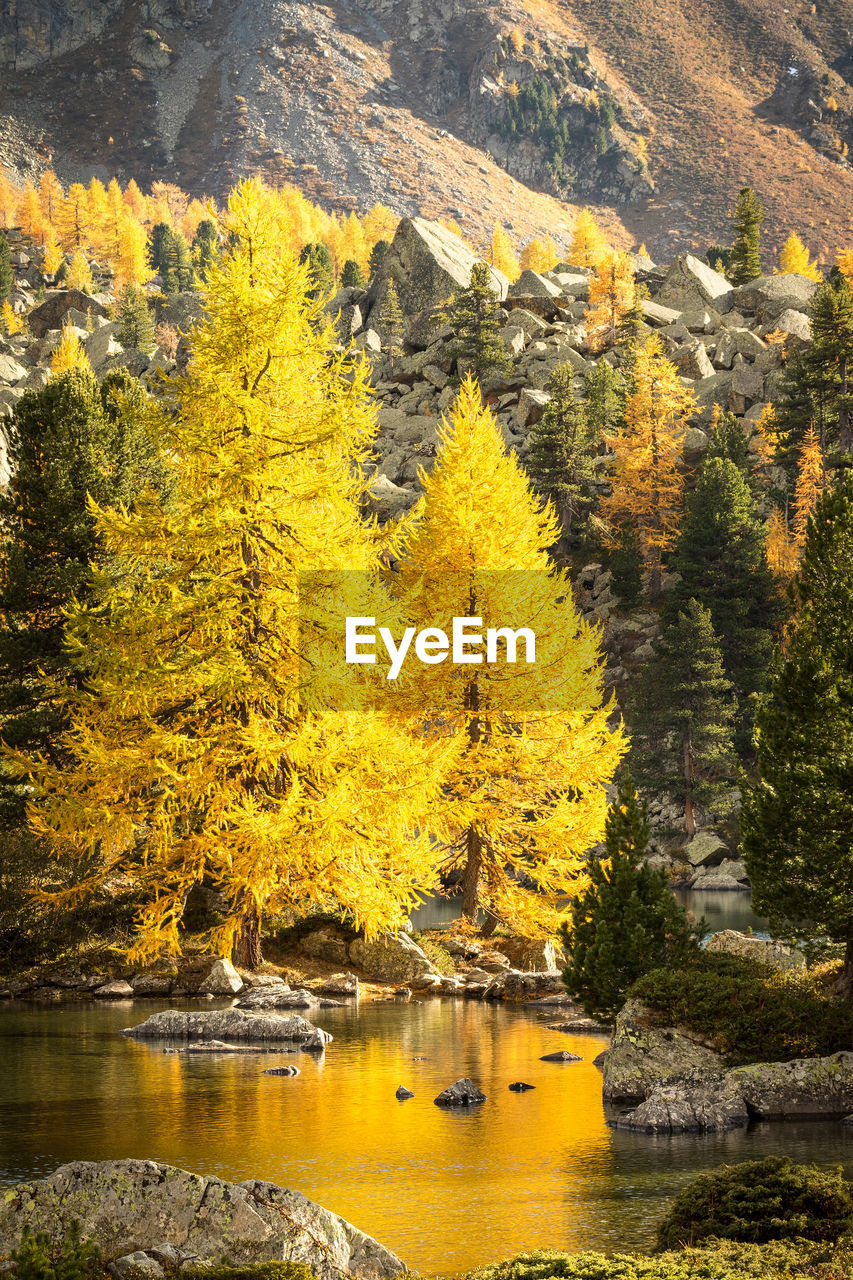 YELLOW AUTUMN TREES BY LAKE