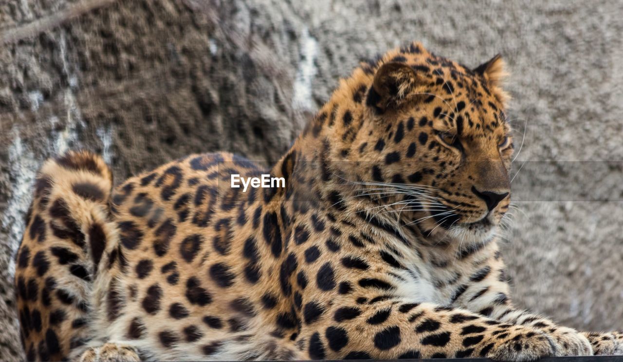 Close-up of leopard