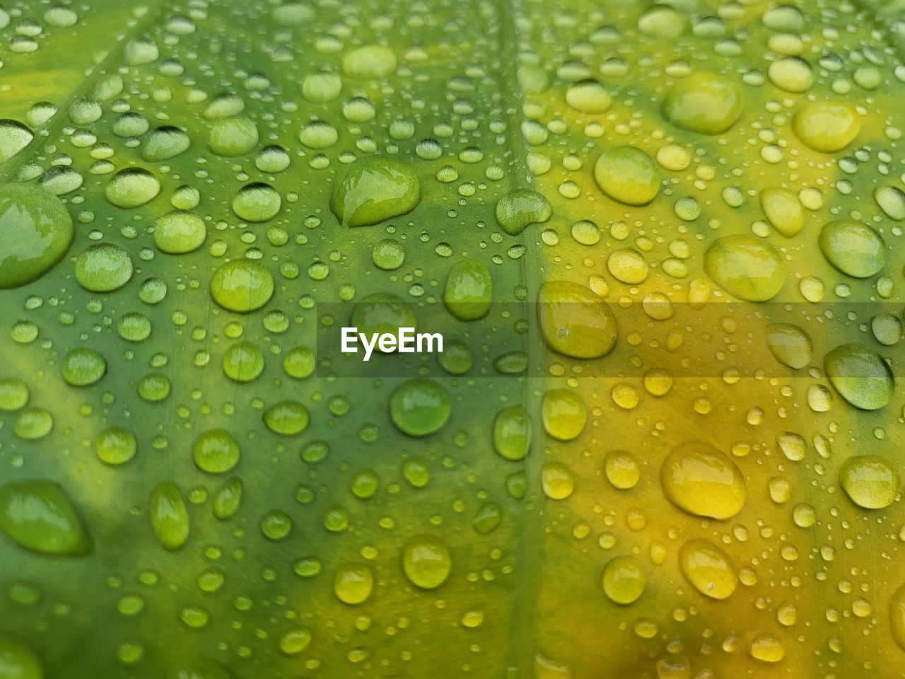 FULL FRAME SHOT OF WATER DROPS ON LEAF
