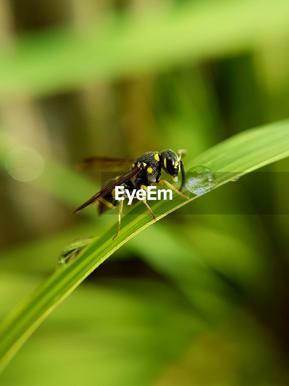 Close-up of insect on plant