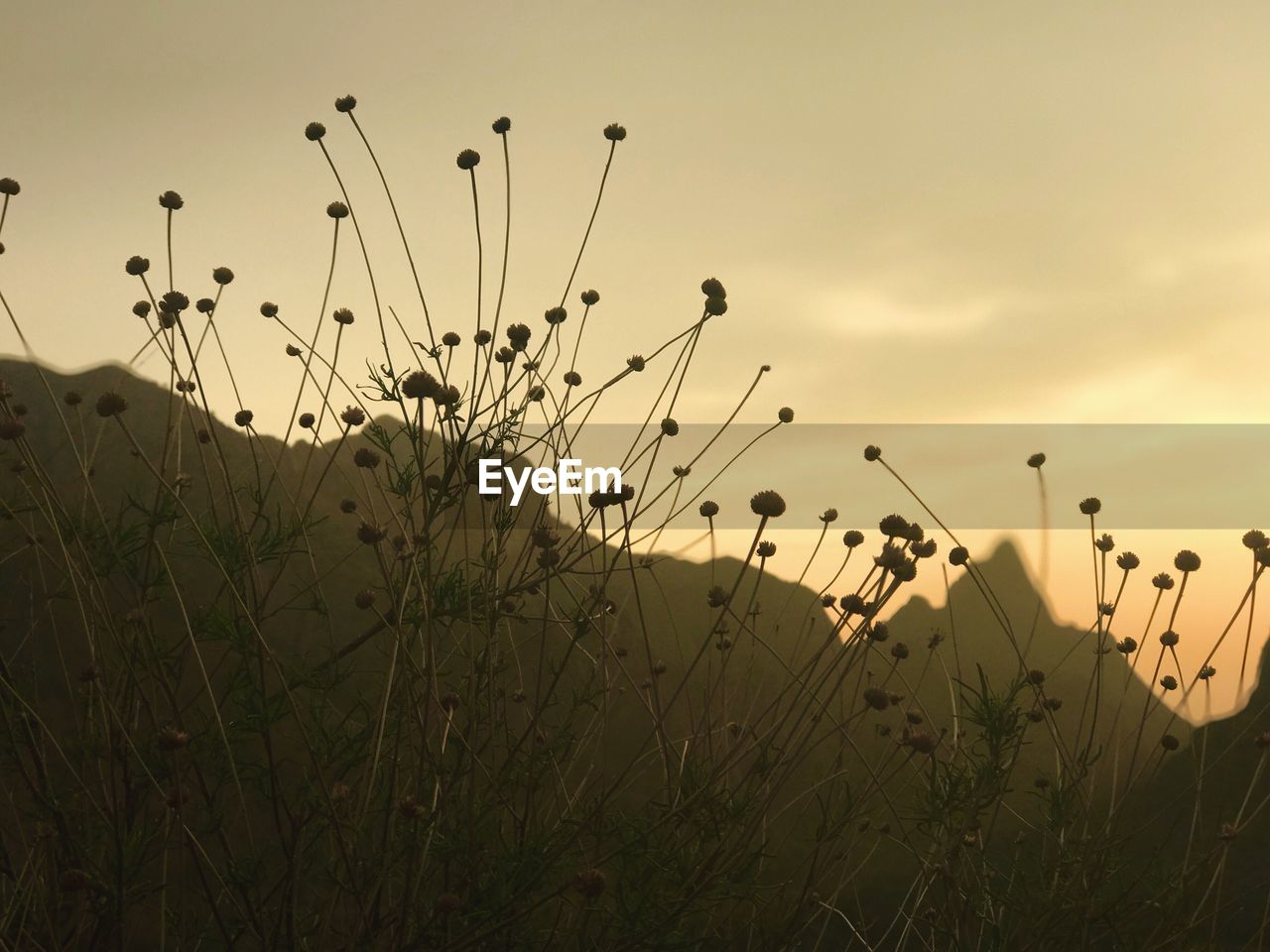 Close-up of grass growing in field against sky