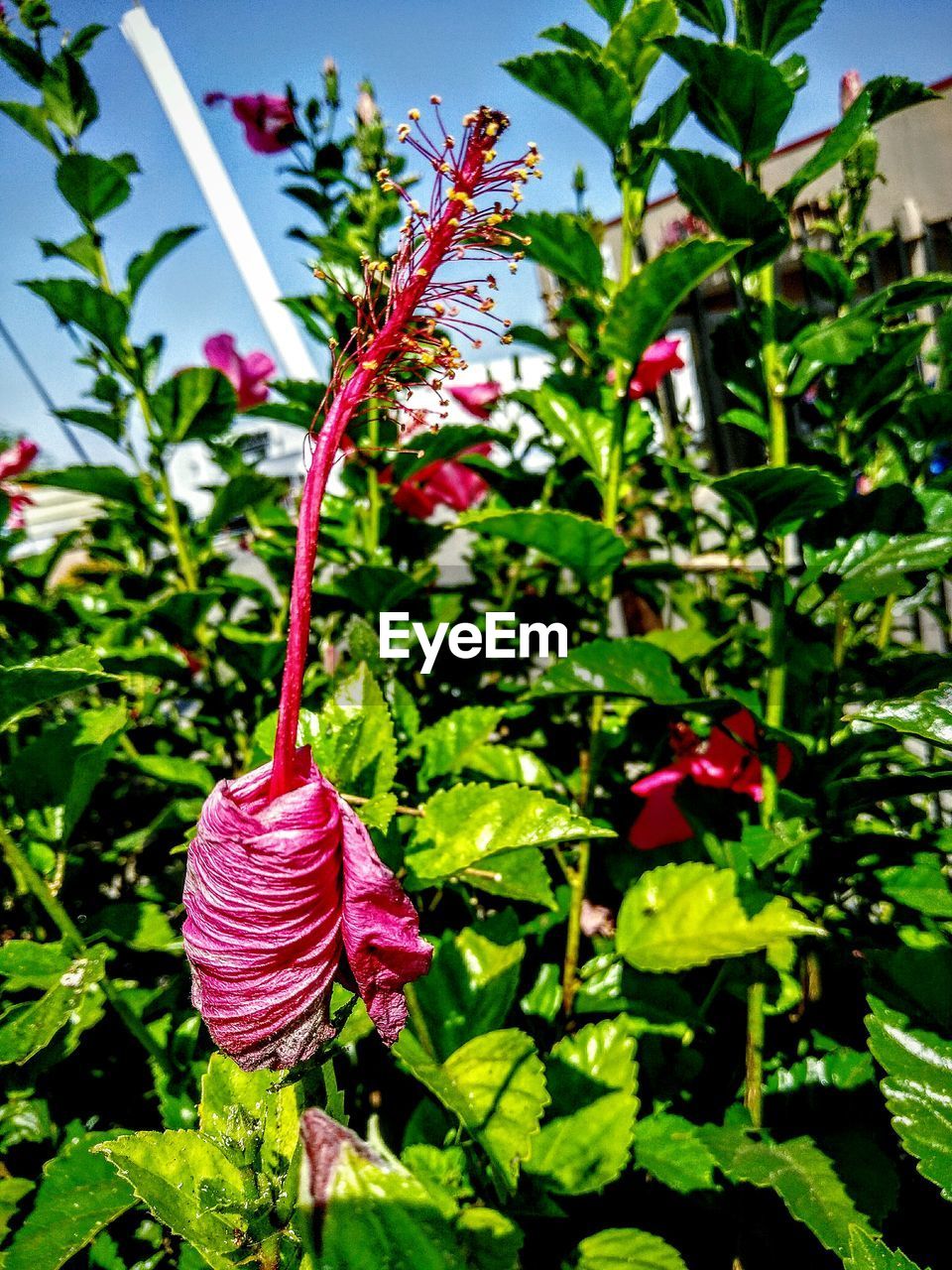 CLOSE-UP OF PINK FLOWERS ON PLANT