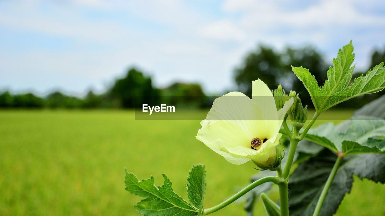 CLOSE-UP OF BUTTERFLY ON FLOWER BLOOMING IN FIELD