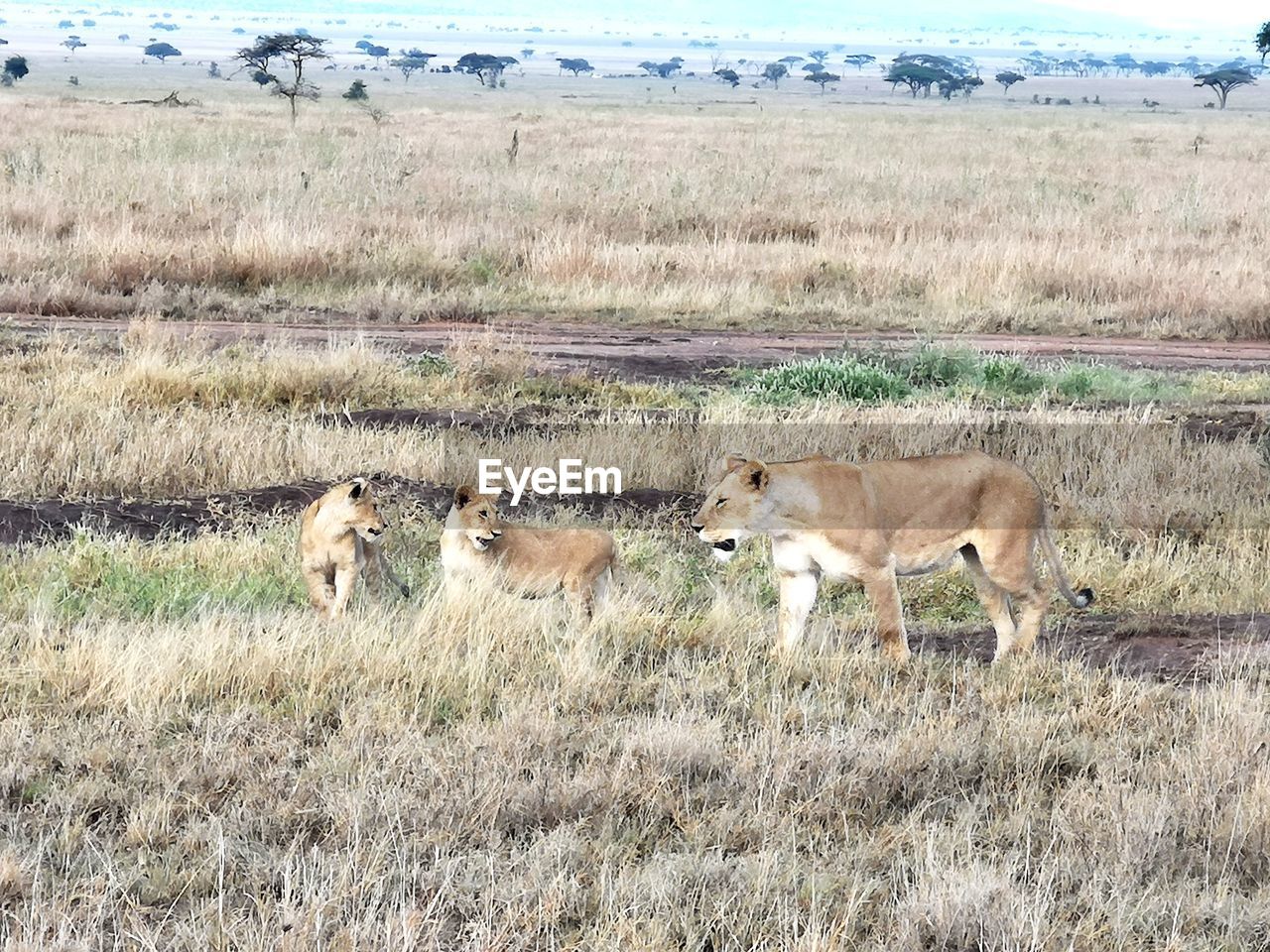 VIEW OF CATS ON FIELD