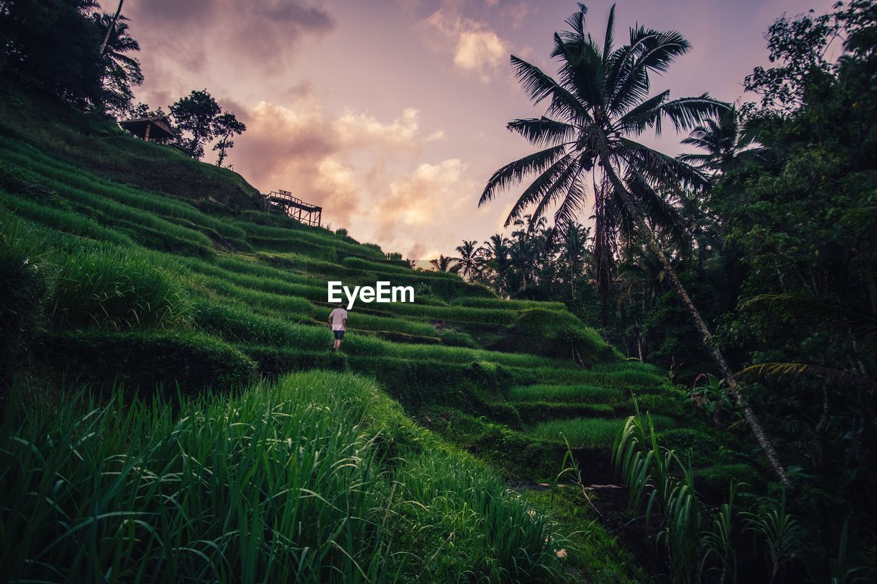 SCENIC VIEW OF RICE FIELD AGAINST SKY