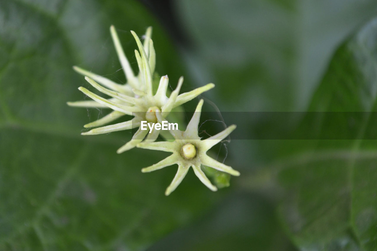 CLOSE-UP OF WHITE FLOWERS BLOOMING OUTDOORS