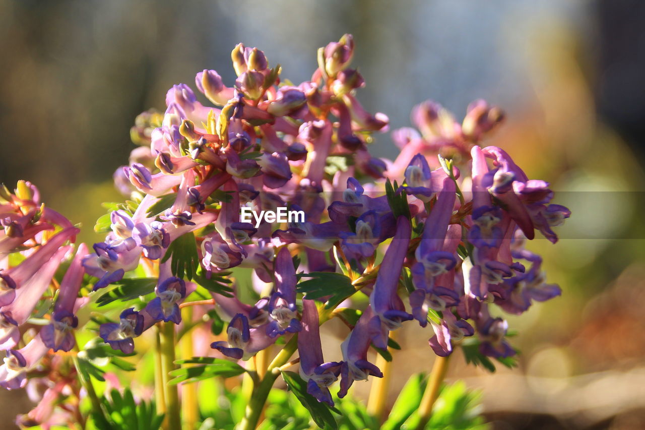 Close-up of purple flowering plant